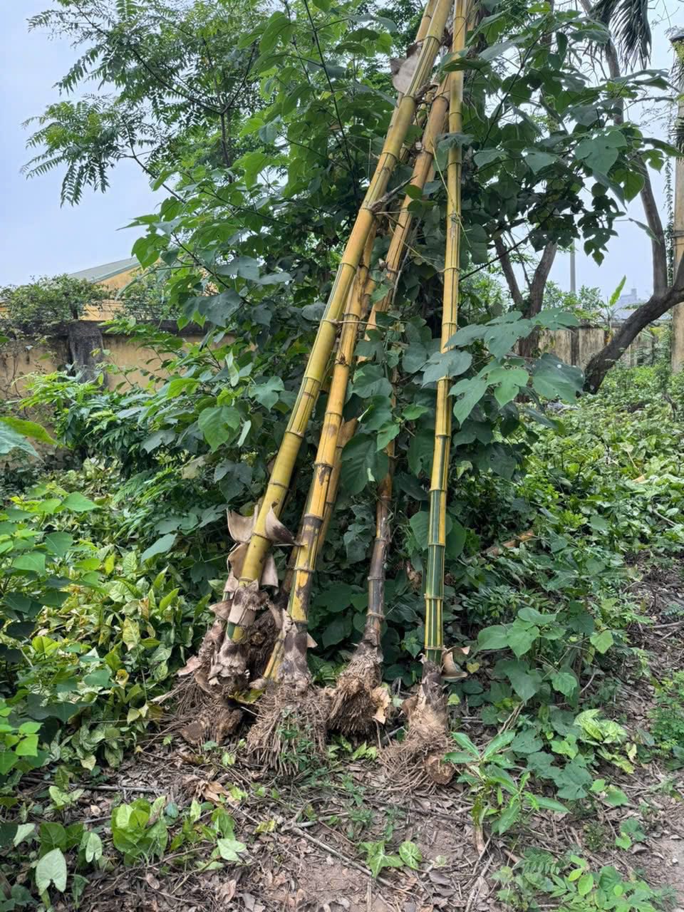 Cây Giống Tre Vàng Sọc Xanh (Tre ngà ) - cây đào gốc