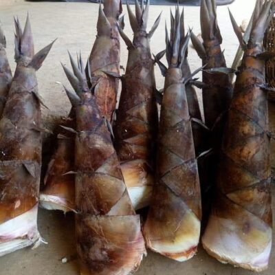cây giống tre siêu ngọt mới (tre bói ngọt Yên Bái) măng đen - măng ăn sống được - cây giống bầu dâm ủ kỹ