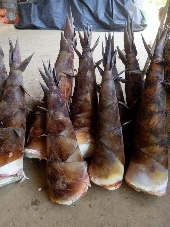 cây giống tre siêu ngọt mới (tre bói ngọt Yên Bái) măng đen - măng ăn sống được - cây giống bầu dâm ủ kỹ cây giống tre siêu ngọt mới (tre bói ngọt Yên Bái) măng đen - măng ăn sống được - cây giống bầu dâm ủ kỹ