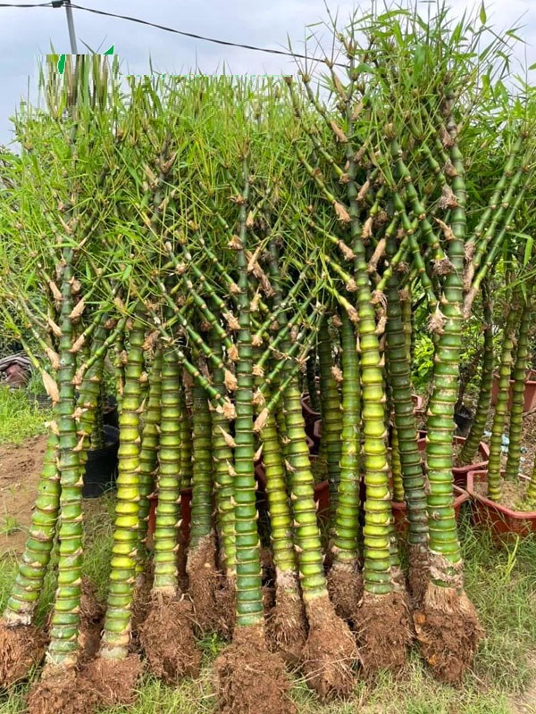 Cây Trúc Quan Âm , Trúc Phật Bà đánh 1 thân to đẹp