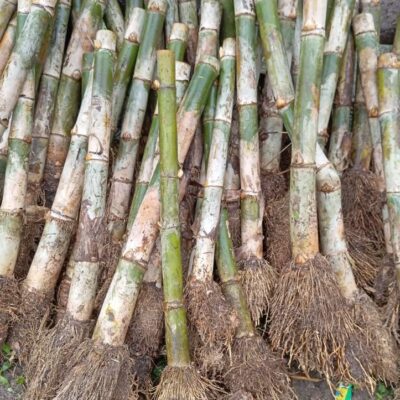 Cây Giống Tre TẦM VÔNG mỡ - gốc đào rễ trần