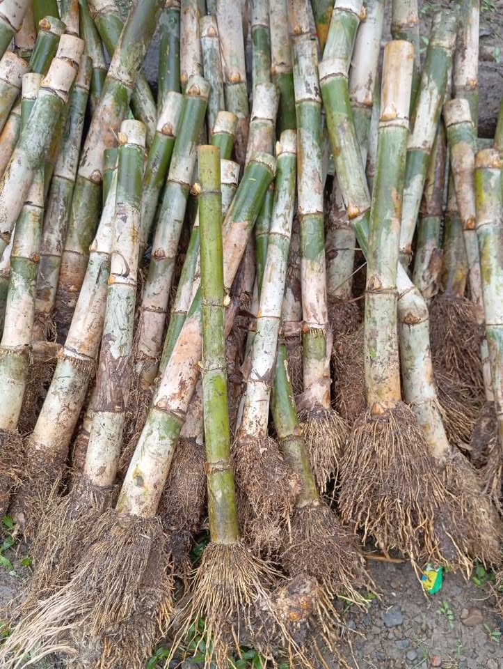 Cây Giống Tre TẦM VÔNG mỡ - gốc đào rễ trần Cây Giống Tre TẦM VÔNG mỡ - gốc đào rễ trần