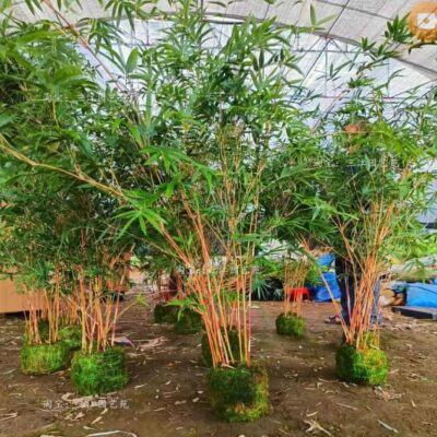CHẬU CÂY TRÚC ĐỎ ĐÀI LOAN TO NHIỀU THÂN