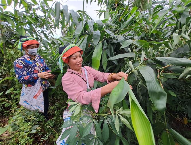 CÂY GIANG NHUNG RỪNG DÙNG CHẺ LẠT GÓI BÁNH TRƯNG