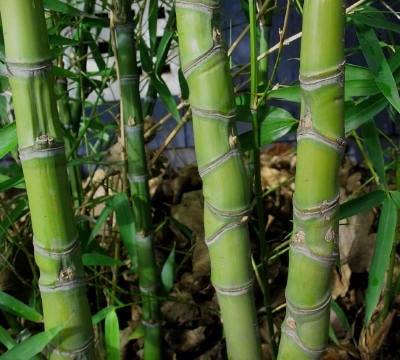 Cây giống Trúc hóa long - Phyllostachys aurea Nhập Khẩu