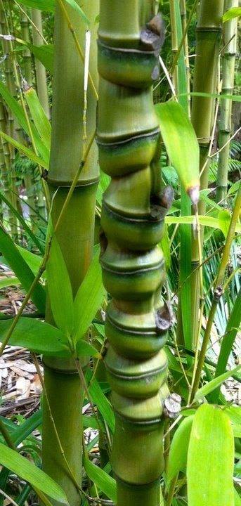 Cây giống Trúc hóa long - Phyllostachys aurea Nhập Khẩu Cây giống Trúc hóa long - Phyllostachys aurea Nhập Khẩu