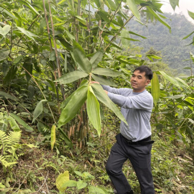 CÂY GIANG NHUNG RỪNG DÙNG CHẺ LẠT GÓI BÁNH TRƯNG