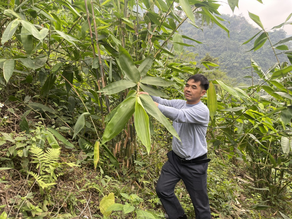 CÂY GIANG NHUNG RỪNG DÙNG CHẺ LẠT GÓI BÁNH TRƯNG