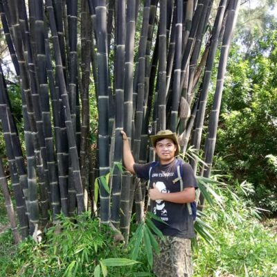 Cây giống Trúc Tím Bali