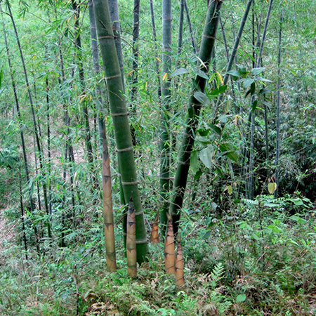 cây giống tre luồng bầu dâm ủ đảm bảo cây giống tre luồng bầu dâm ủ đảm bảo