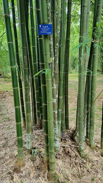 Cây giống tre tầm vông thái