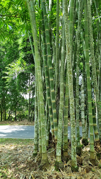 Cây giống tre Mạnh Tông Myanmar Dendrocalamus Asper nhập khẩu Cây giống tre Mạnh Tông Myanmar Dendrocalamus Asper nhập khẩu