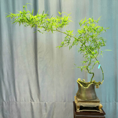 TÁC PHẨM CHUM TRE GAI BONSAI : DÁNG HUYỀN NGHỆ THUẬT