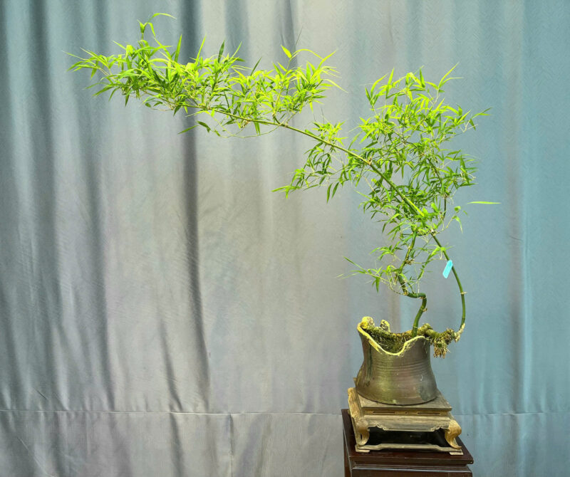 TÁC PHẨM CHUM TRE GAI BONSAI : DÁNG HUYỀN NGHỆ THUẬT