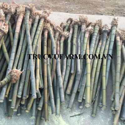 GỐC TRÚC DÙNG LÀM TIÊU GỐC, MÈO GỐC