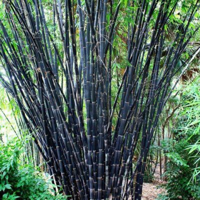 Cây giống trúc đen ( trúc tím) Hà Giang - cao 1.5m-2m