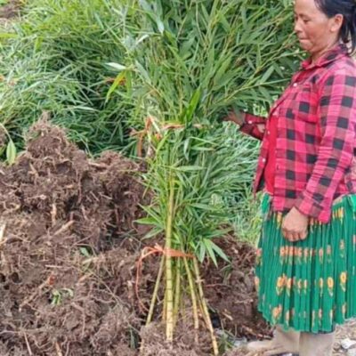 Cây Giống Trúc Sào ( trúc xanh , trúc Cao Bằng) cao từ 1m-1.5m