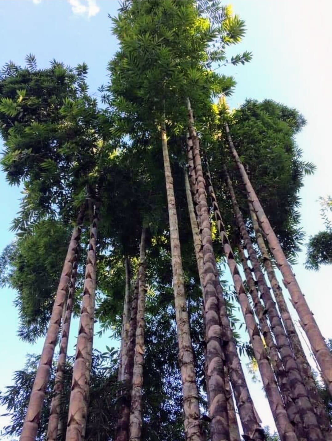 Cây Giống Tre Rồng julong chân cong vân nam- tre đế vương - tre lớn nhất thế giới Cây Giống Tre Rồng julong chân cong vân nam- tre đế vương - tre lớn nhất thế giới