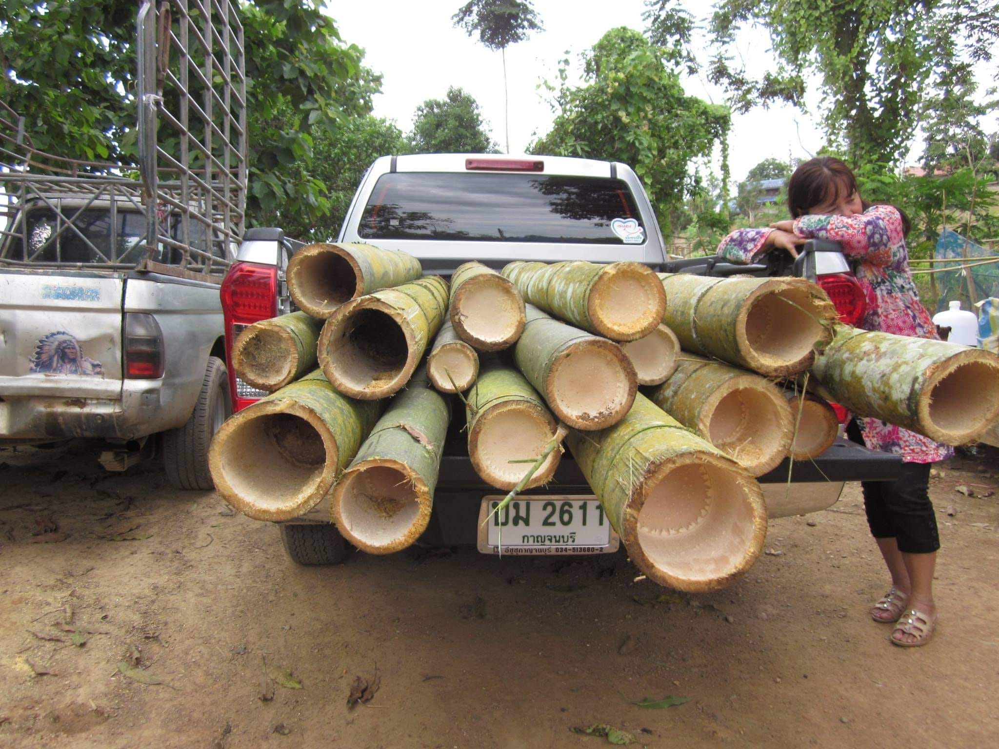 Cây giống Tre Mạnh tông khổng lồ Thái - Dendrocalamus Asper! Cây giống Tre Mạnh tông khổng lồ Thái - Dendrocalamus Asper!