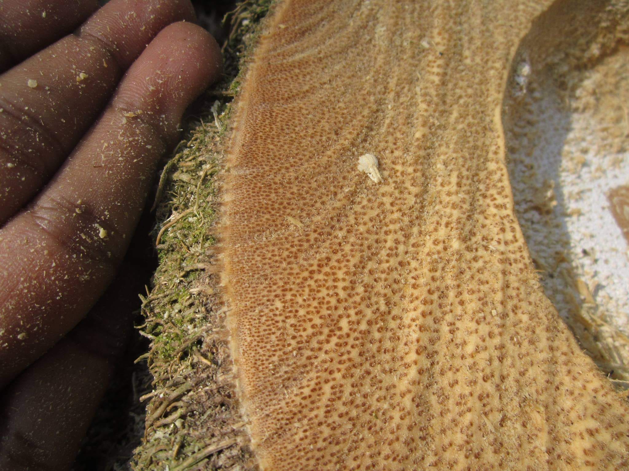 Cây giống Tre Mạnh tông khổng lồ Thái - Dendrocalamus Asper! Cây giống Tre Mạnh tông khổng lồ Thái - Dendrocalamus Asper!