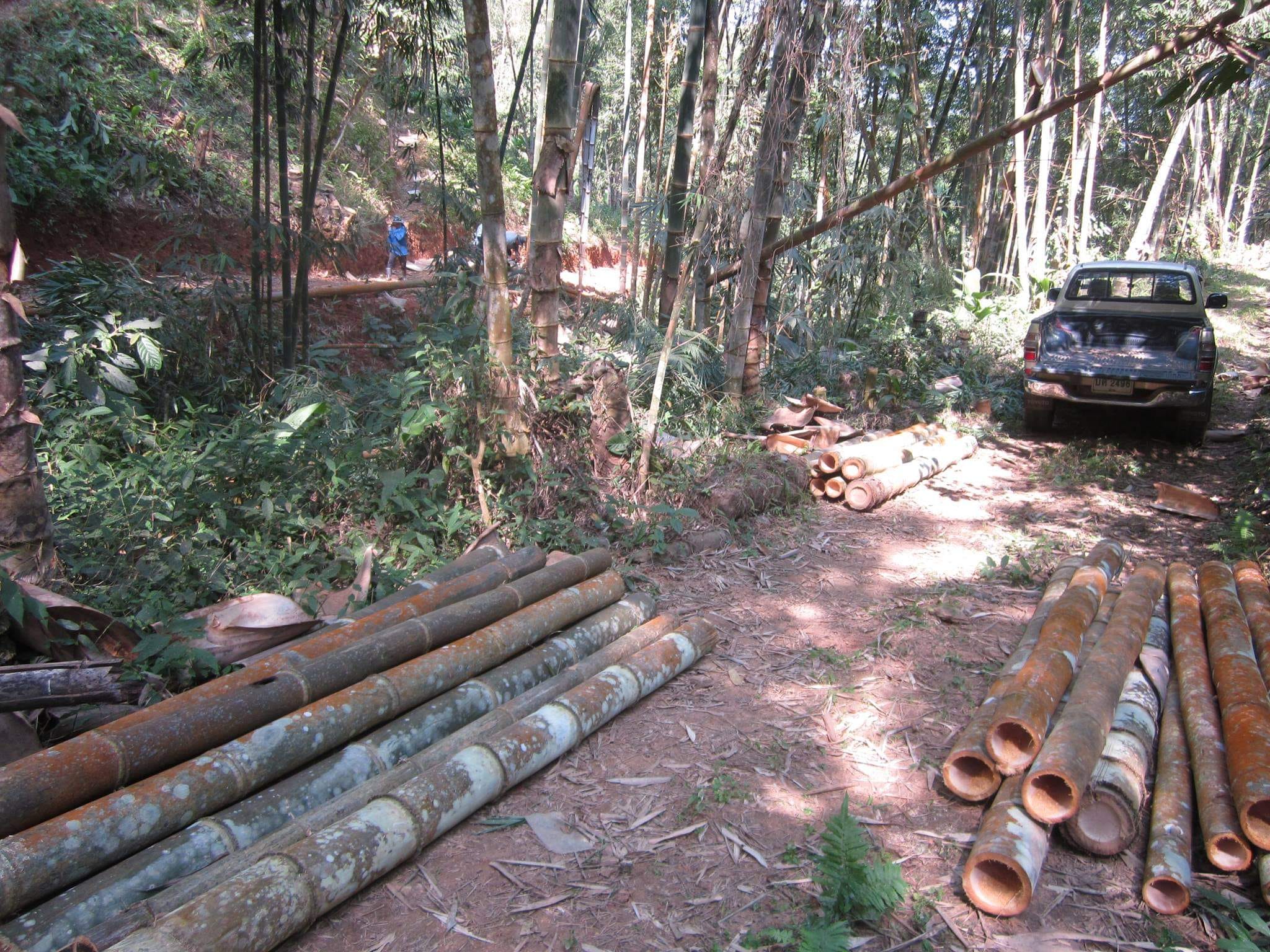 Cây giống Tre Mạnh tông khổng lồ Thái - Dendrocalamus Asper! Cây giống Tre Mạnh tông khổng lồ Thái - Dendrocalamus Asper!