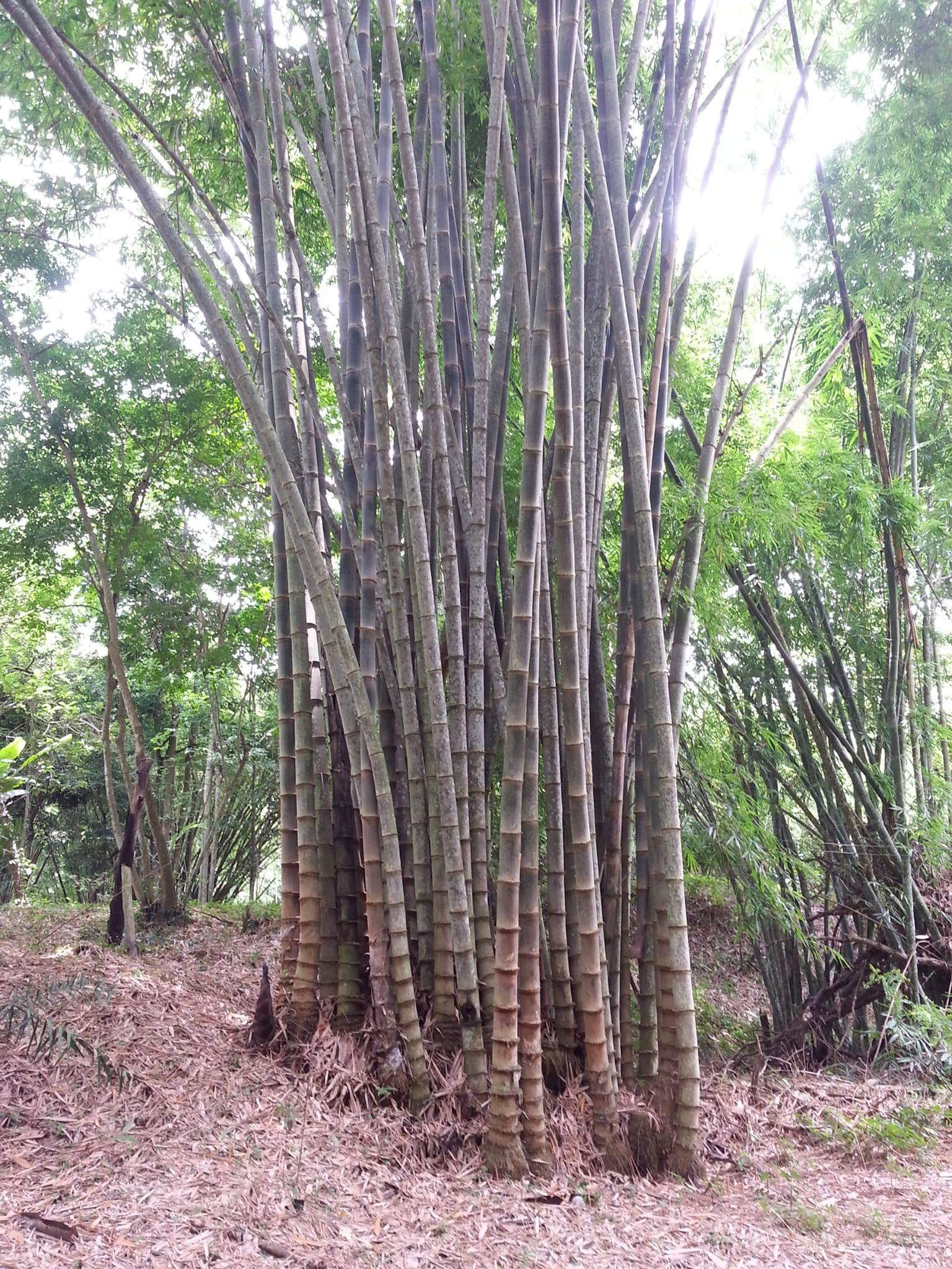 Cây giống Tre Mạnh tông khổng lồ Thái - Dendrocalamus Asper! Cây giống Tre Mạnh tông khổng lồ Thái - Dendrocalamus Asper!