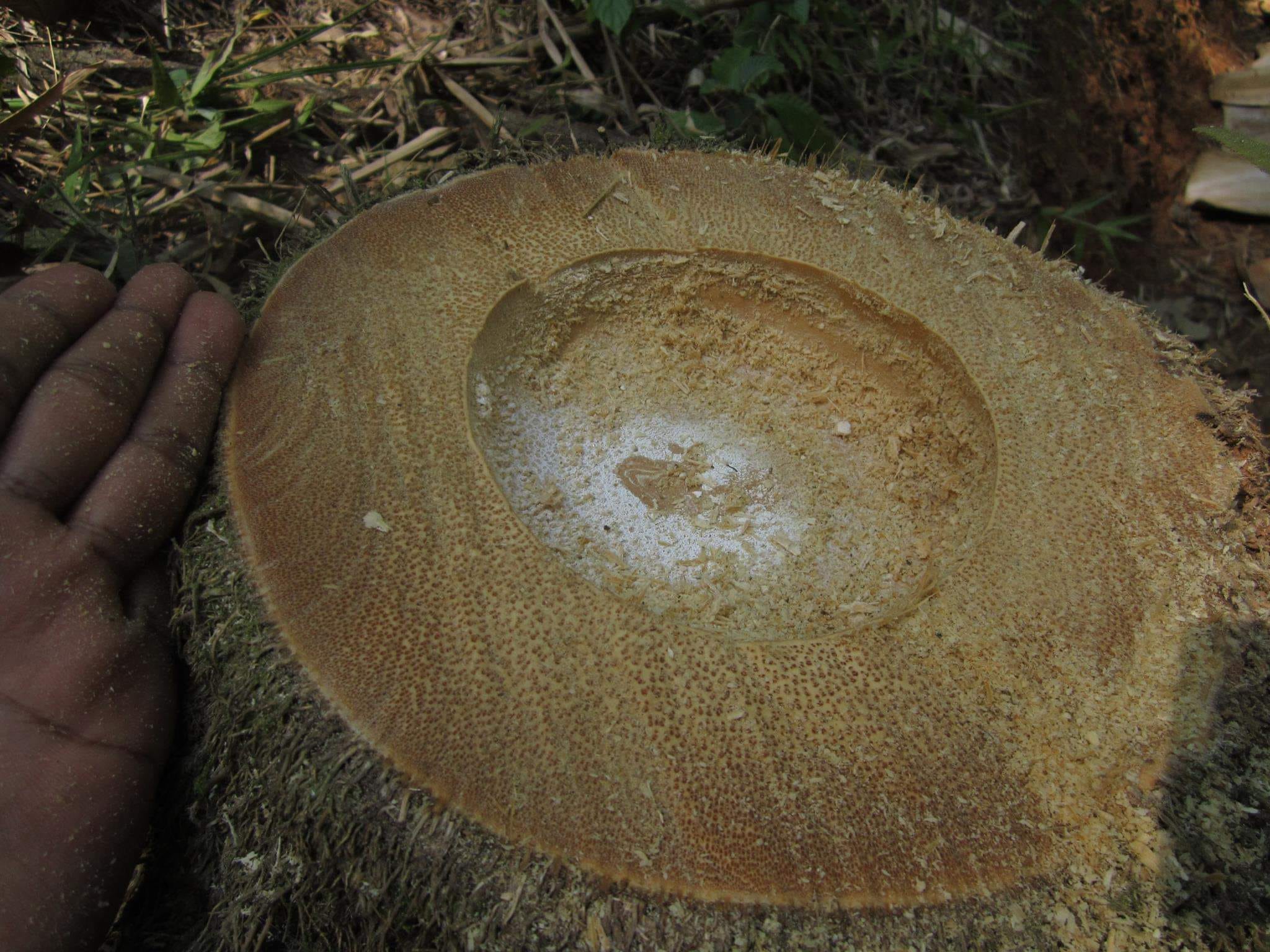 Cây giống Tre Mạnh tông khổng lồ Thái - Dendrocalamus Asper! Cây giống Tre Mạnh tông khổng lồ Thái - Dendrocalamus Asper!