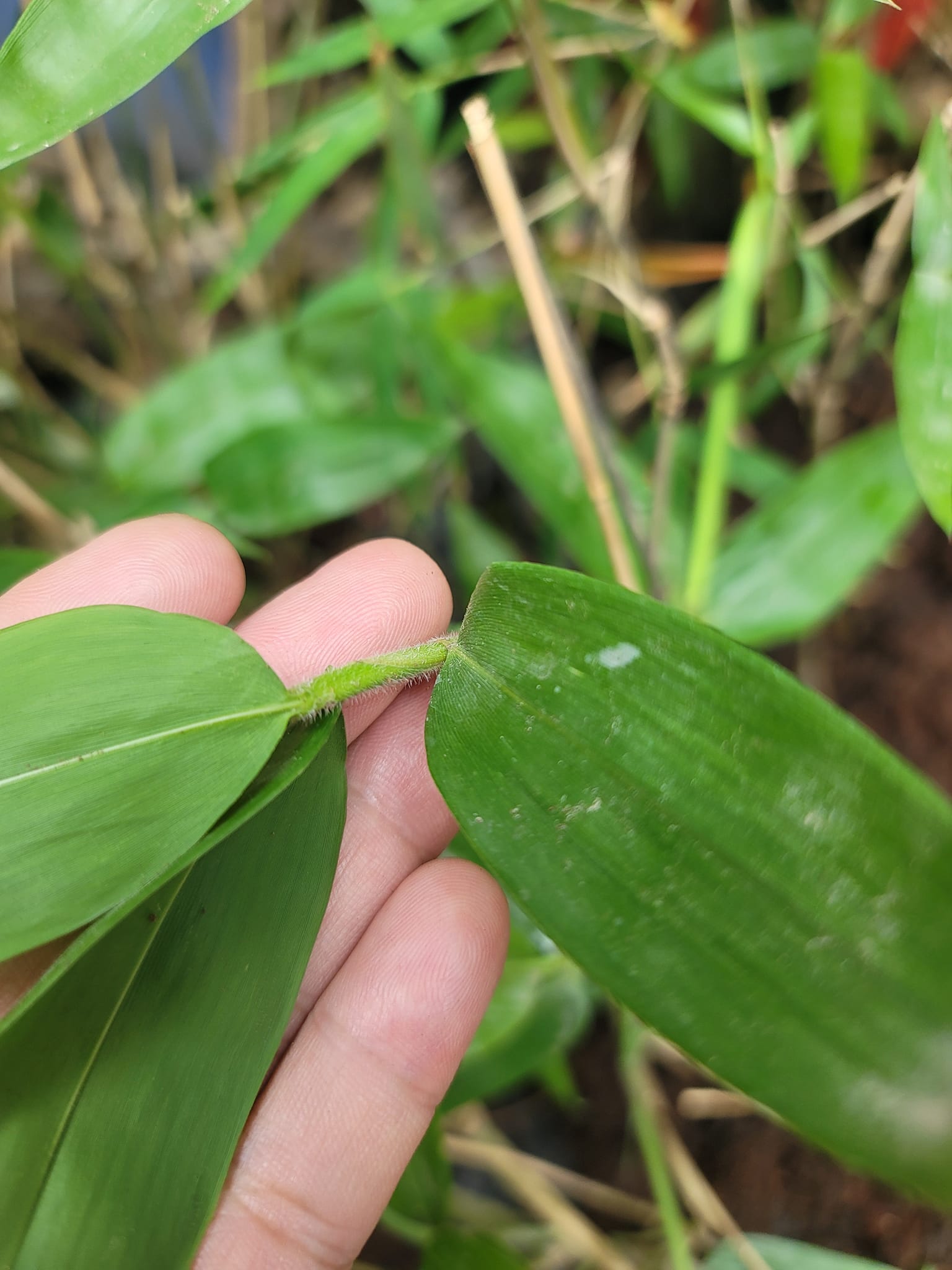 Cây giống Tre Mạnh tông khổng lồ Thái - Dendrocalamus Asper! Cây giống Tre Mạnh tông khổng lồ Thái - Dendrocalamus Asper!