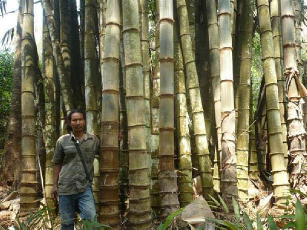 Cây giống Tre Mạnh tông khổng lồ Thái - Dendrocalamus Asper! Cây giống Tre Mạnh tông khổng lồ Thái - Dendrocalamus Asper!