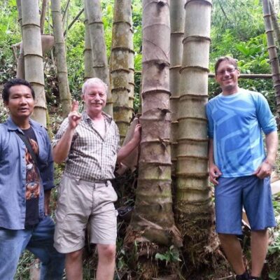 Cây giống Tre Mạnh tông khổng lồ Thái - Dendrocalamus Asper!