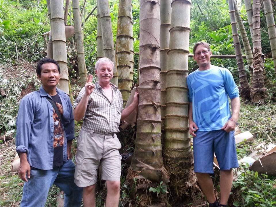 Cây giống Tre Mạnh tông khổng lồ Thái - Dendrocalamus Asper! Cây giống Tre Mạnh tông khổng lồ Thái - Dendrocalamus Asper!