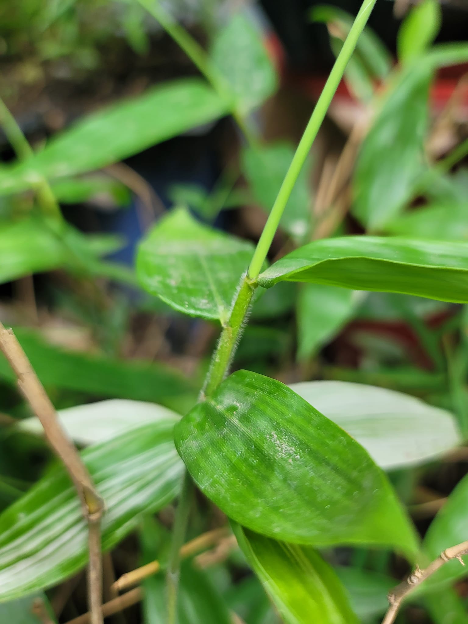 Cây giống Tre Mạnh tông khổng lồ Thái - Dendrocalamus Asper! Cây giống Tre Mạnh tông khổng lồ Thái - Dendrocalamus Asper!