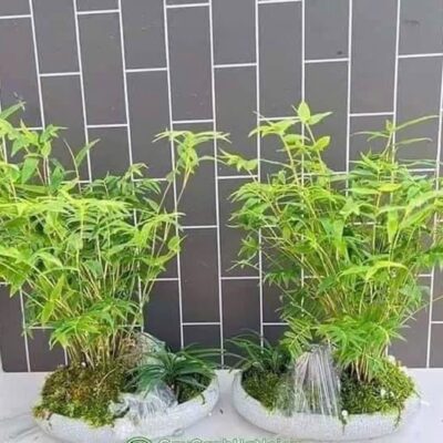 cây trúc tăm, trúc mini làm tiểu cảnh, bonsai