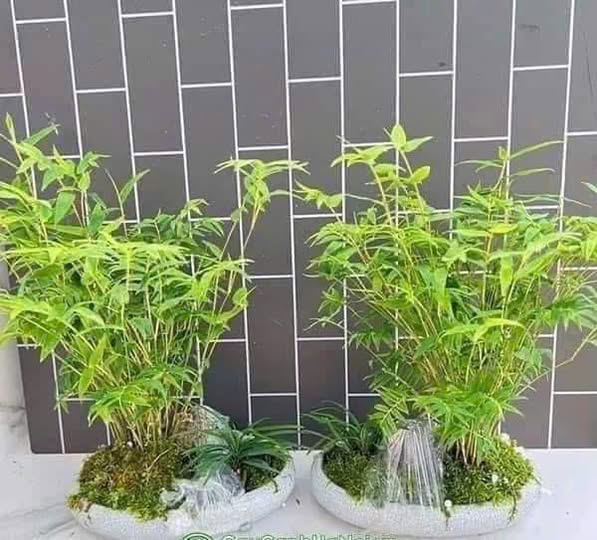 cây trúc tăm, trúc mini làm tiểu cảnh, bonsai