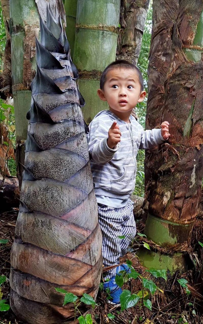 Cây Giống Tre Rồng julong chân cong vân nam- tre đế vương - tre lớn nhất thế giới Cây Giống Tre Rồng julong chân cong vân nam- tre đế vương - tre lớn nhất thế giới