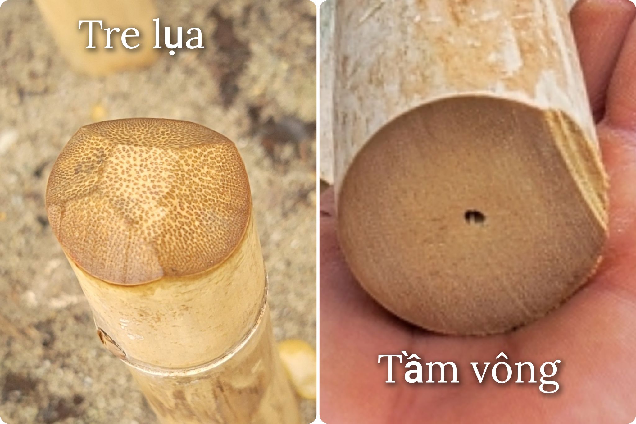 cây giống Tre lụa thái bầu dâm ủ kỹ - măng size nhỏ, dễ chế biến. cây giống Tre lụa thái bầu dâm ủ kỹ - măng size nhỏ, dễ chế biến.