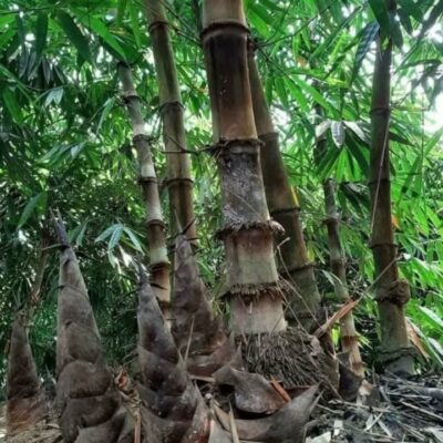 cây giống măng tre mạnh tông