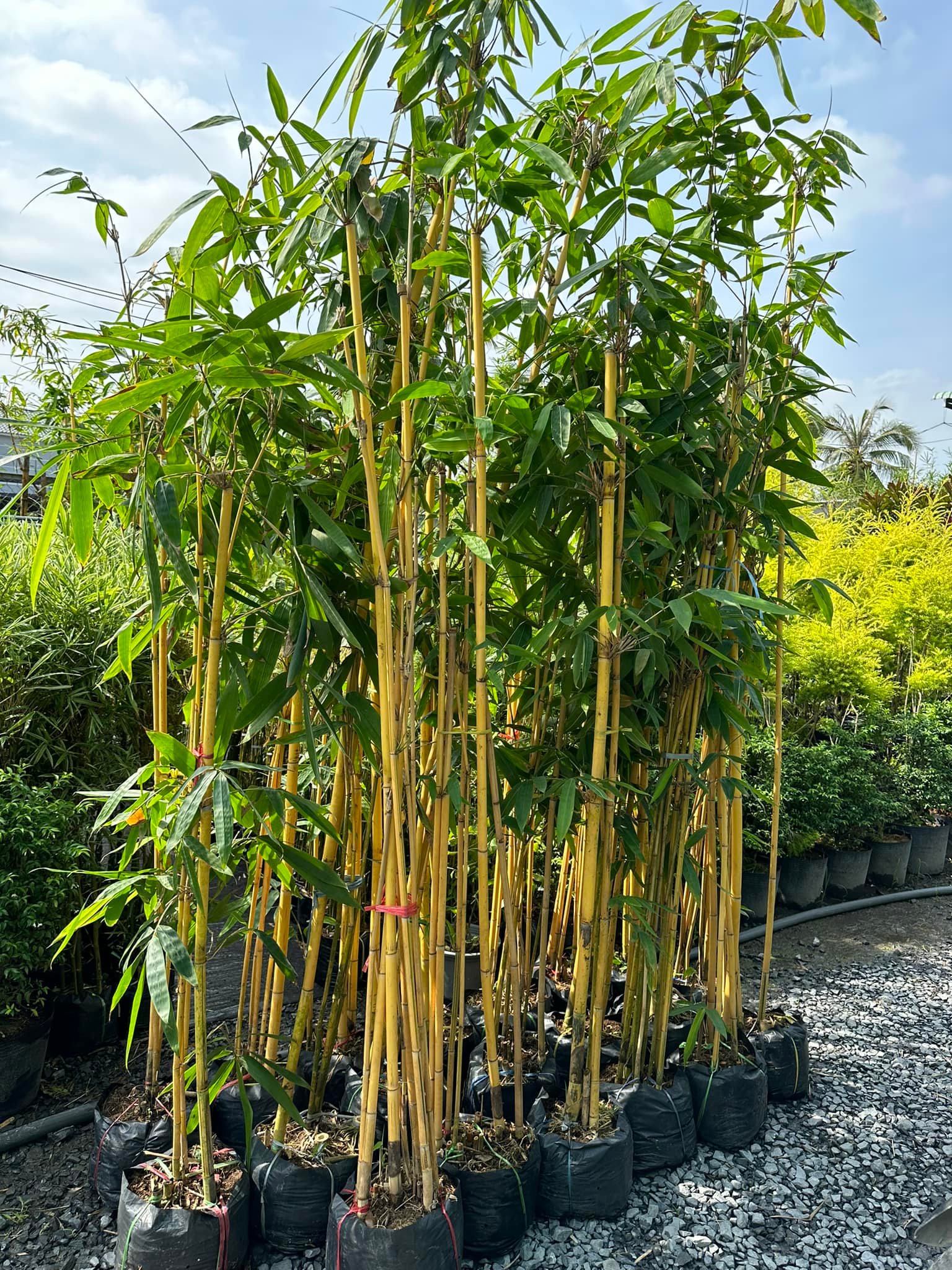 CÂY GIỐNG HOÀNG TRÚC CÂY GIỐNG HOÀNG TRÚC