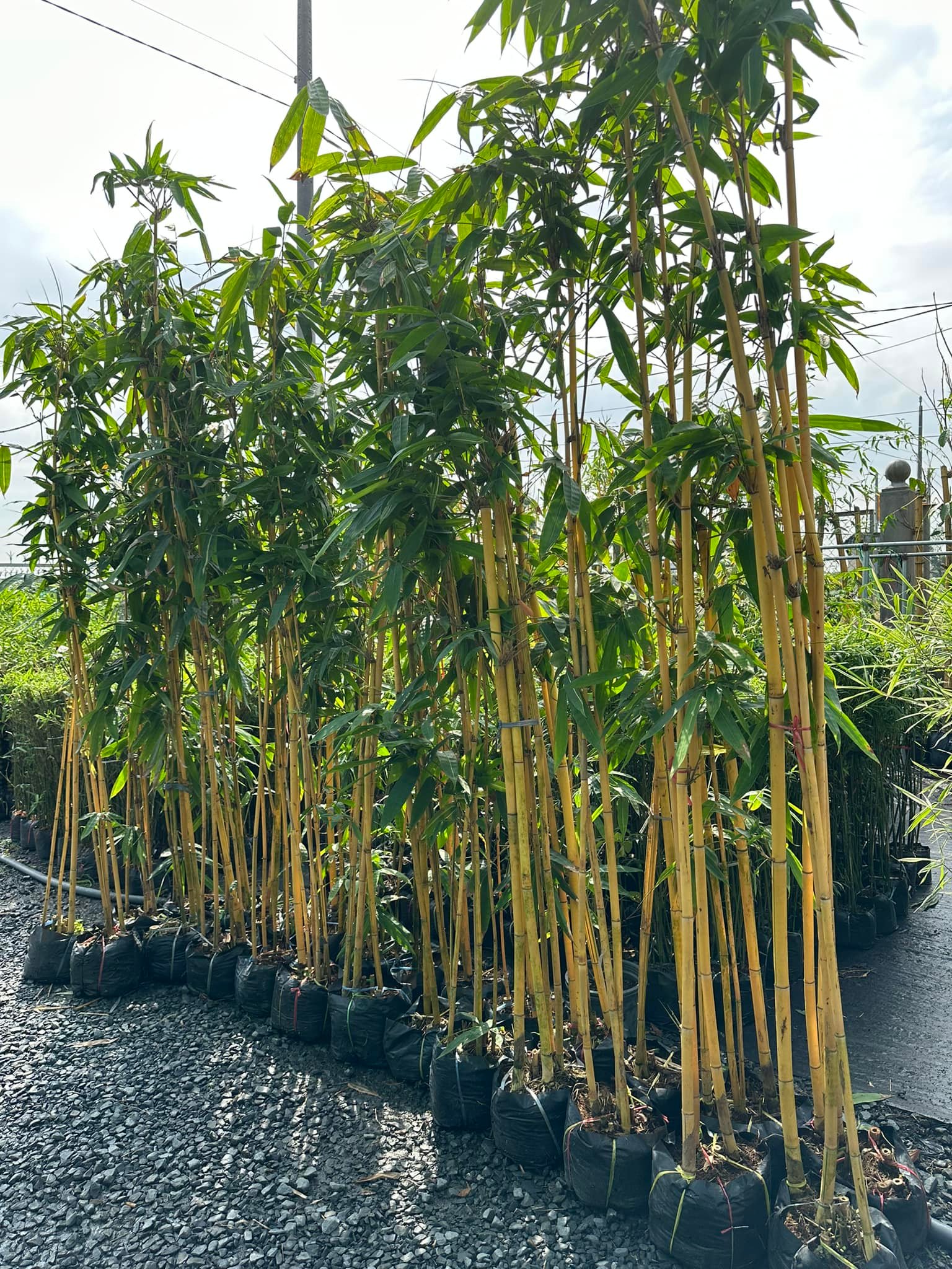 CÂY GIỐNG HOÀNG TRÚC CÂY GIỐNG HOÀNG TRÚC