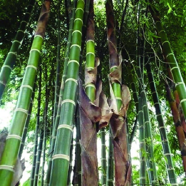 Cây giống Tre Thép Khổng Lồ Nam mỹ Nhập Khẩu