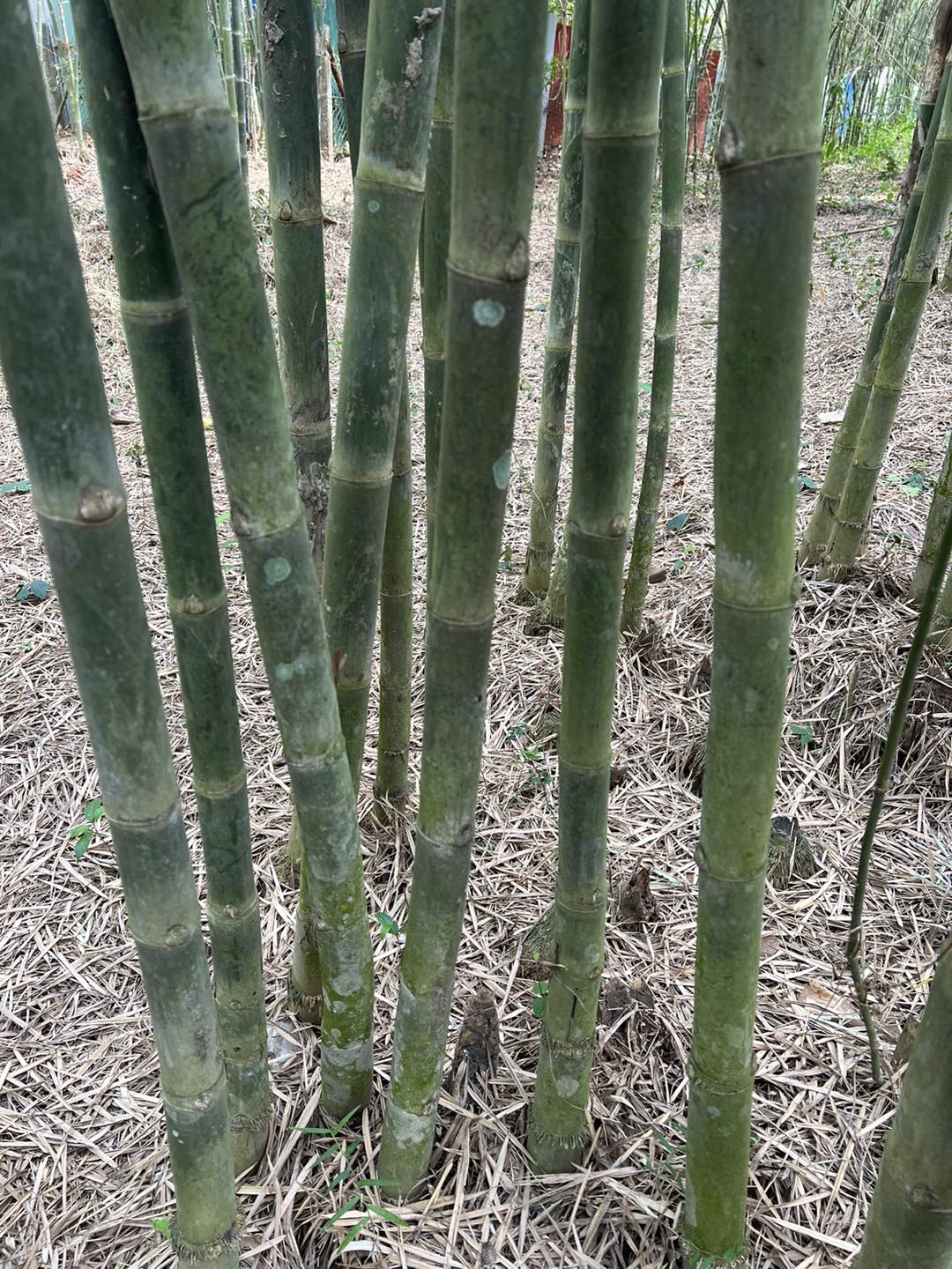 Cây Giống Tre TẦM VÔNG mỡ - gốc đào rễ trần Cây Giống Tre TẦM VÔNG mỡ - gốc đào rễ trần