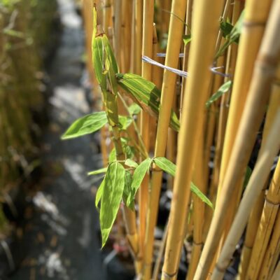 CÂY GIỐNG HOÀNG TRÚC