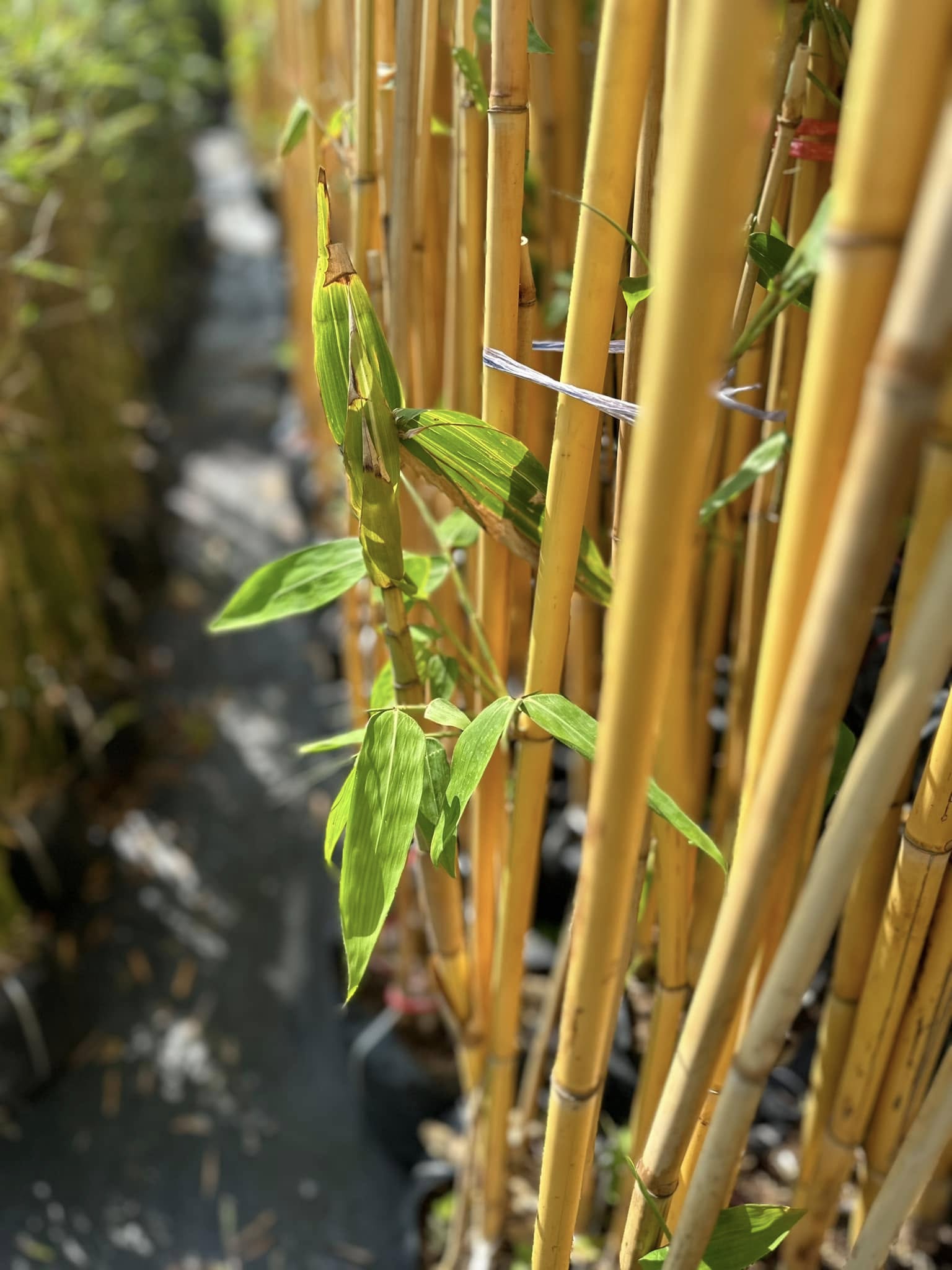 CÂY GIỐNG HOÀNG TRÚC CÂY GIỐNG HOÀNG TRÚC