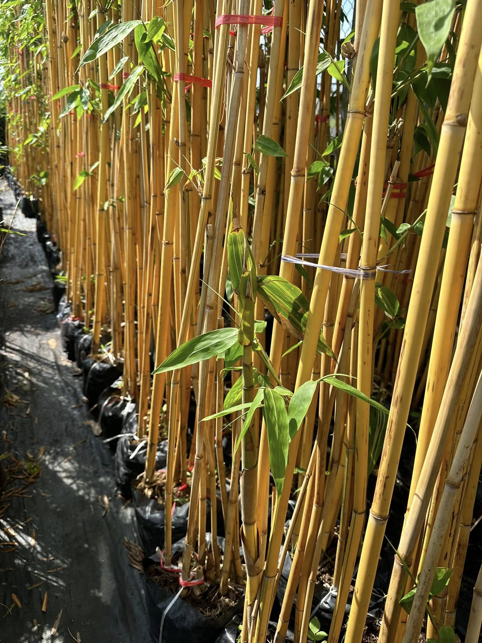 CÂY GIỐNG HOÀNG TRÚC CÂY GIỐNG HOÀNG TRÚC