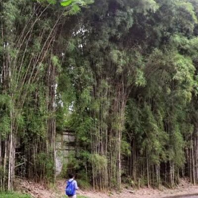 CÂY GIỐNG tre Ruak đen ĐÁNH GỐC DÂM Ủ KỸ- tre siêu sinh khối - được coi là loài tre lấy thân làm kinh tế tốt nhất ở Thái Lan