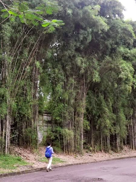 CÂY GIỐNG tre Ruak đen ĐÁNH GỐC DÂM Ủ KỸ- tre siêu sinh khối - được coi là loài tre lấy thân làm kinh tế tốt nhất ở Thái Lan