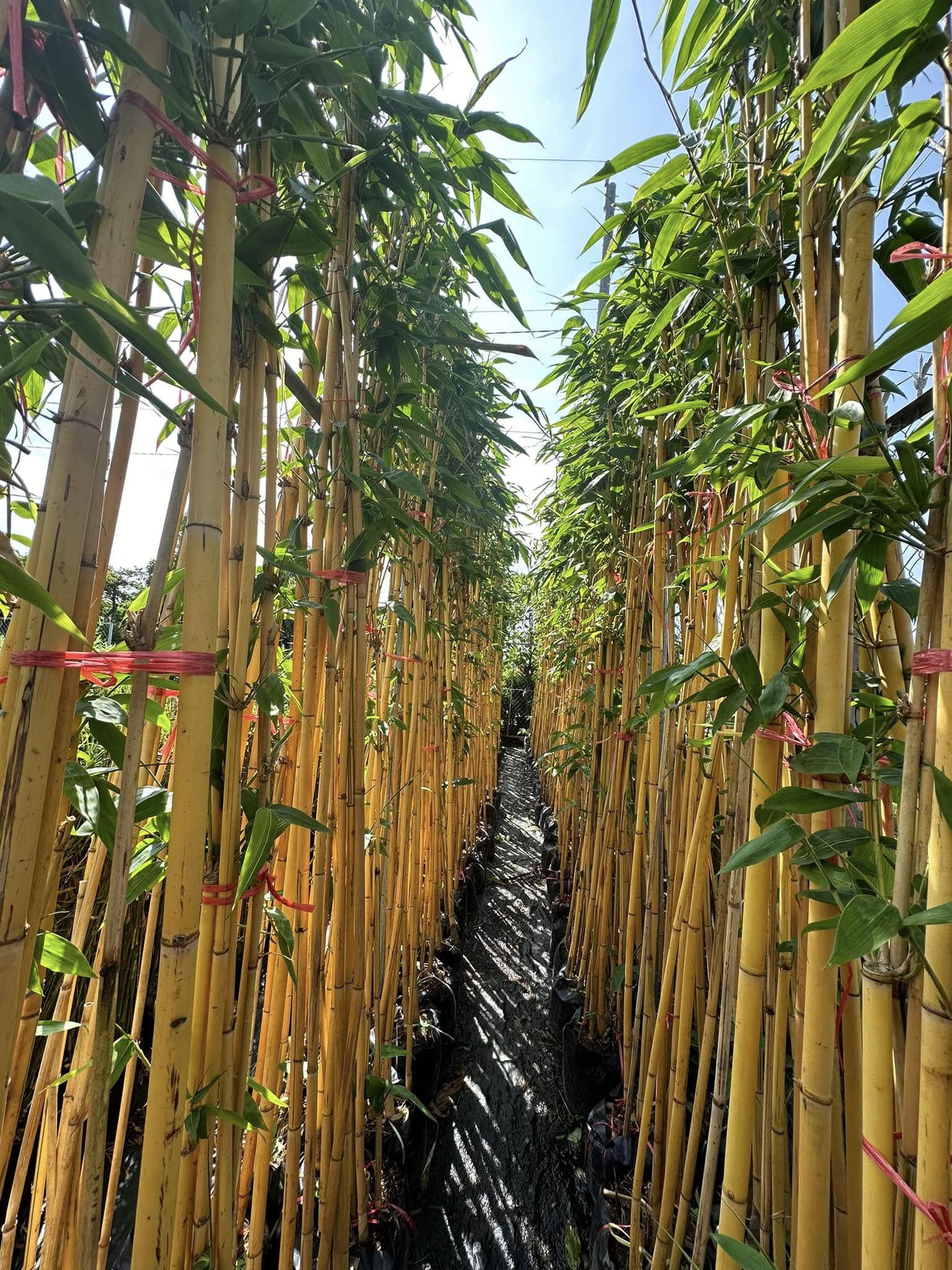 CÂY GIỐNG HOÀNG TRÚC CÂY GIỐNG HOÀNG TRÚC