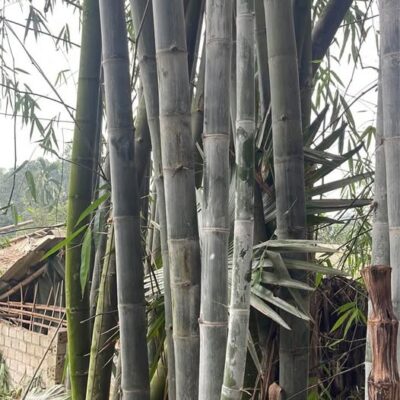 cây tre diễn giống hàng đào gốc