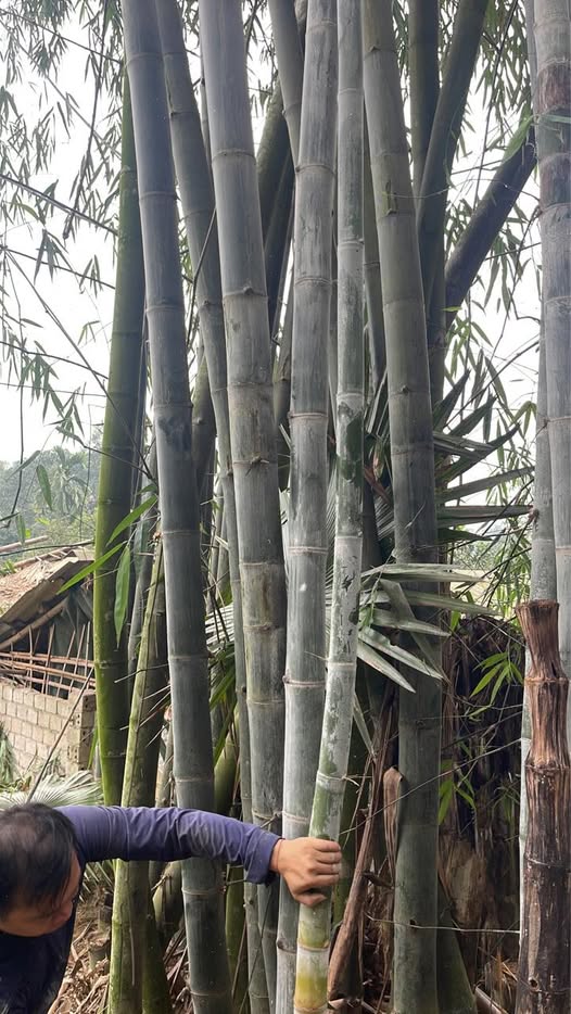 cây tre diễn giống hàng đào gốc cây tre diễn giống hàng đào gốc