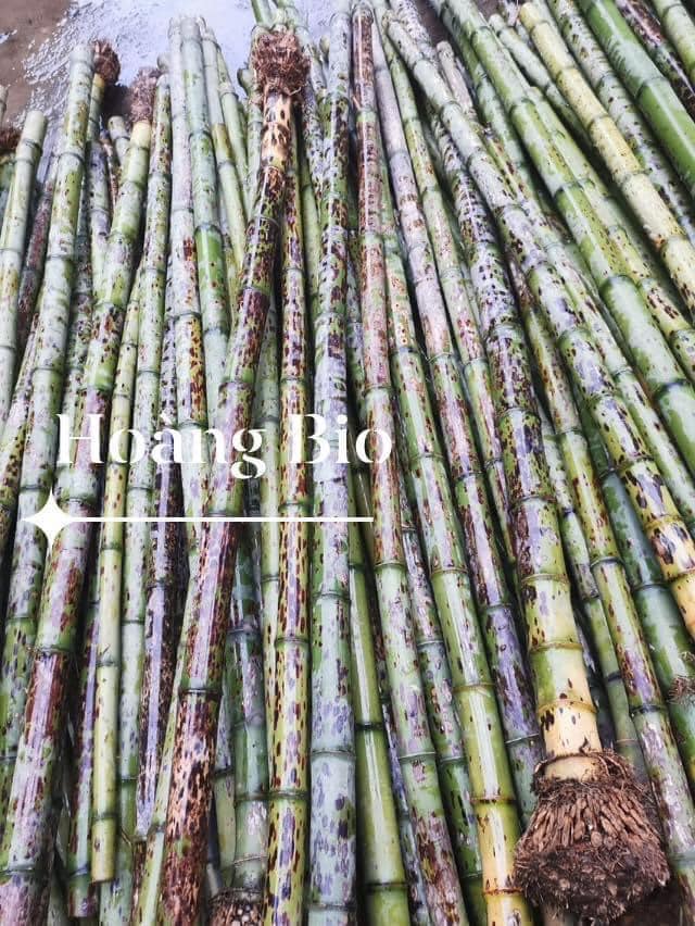 Cây Giống trúc tím- lệ trúc Cây Giống trúc tím- lệ trúc